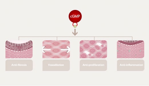 Adempas-nitric-oxide-blood-vessel-regulation Adempas<sup>®</sup> nitric oxide key role in blood vessel regulation - cGMP